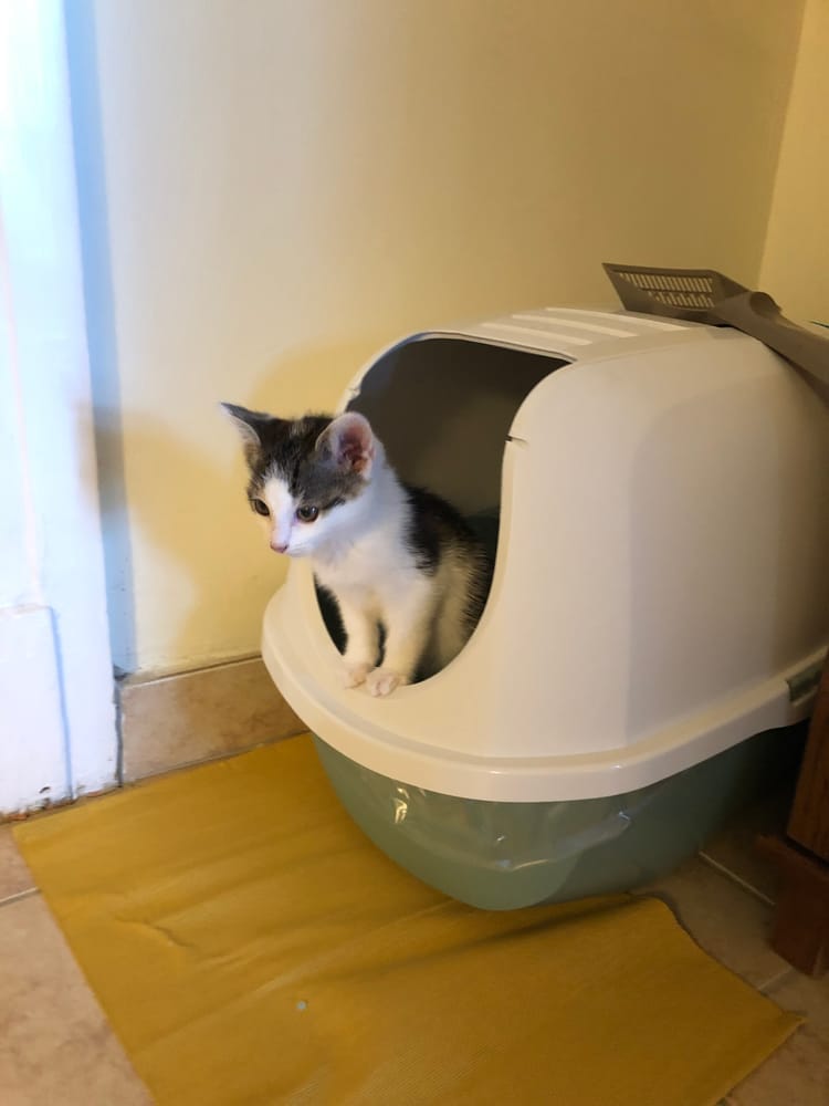 Old Updates: The One Where we Got Cats!!